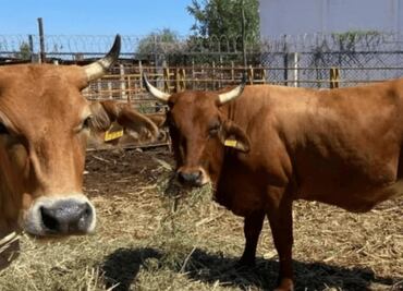 México rechazó mil 65 cargamentos agropecuarios en 2025 para evitar gusano barrenador; representaban riesgo sanitario, explica