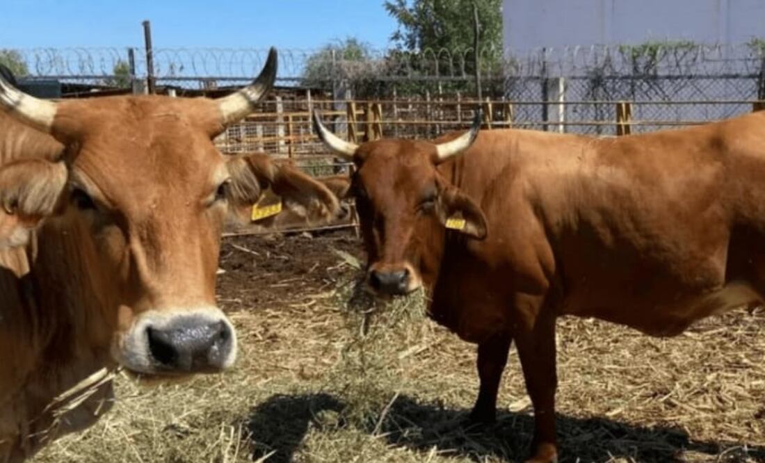 Gusano barrenador en Campeche genera alarma. Foto: Especial