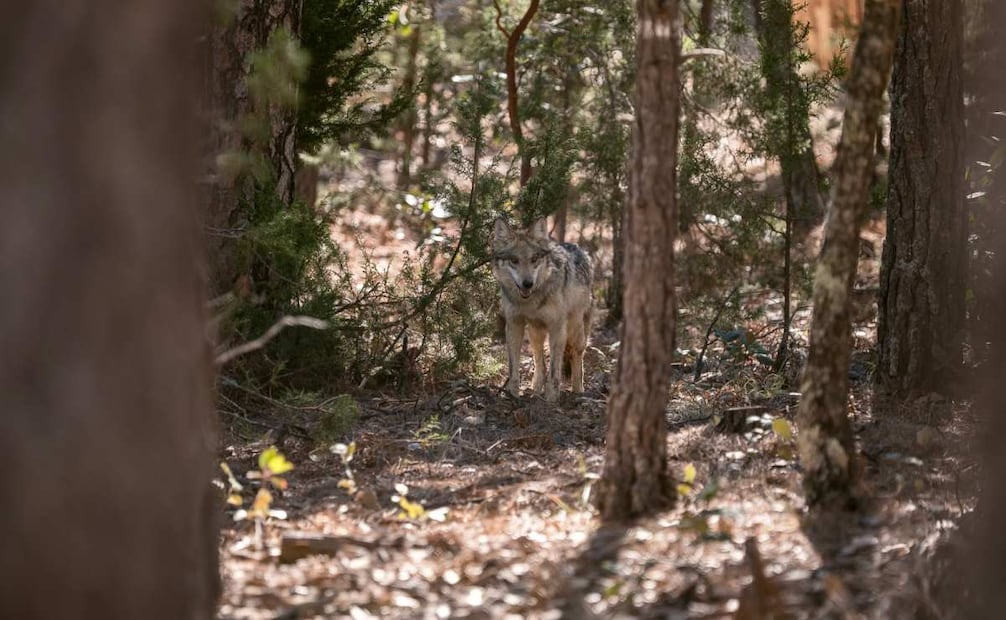 El miércoles 25 de marzo de 2026 llegó una segunda manada de lobo mexicano a la Sierra Madre Occidental de Durango para su próxima reintroducción a la vida silvestre. Foto: Semarnat