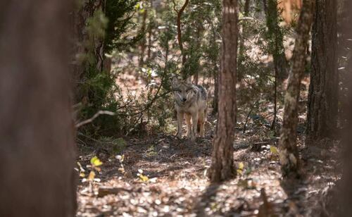El miércoles 25 de marzo de 2026 llegó una segunda manada de lobo mexicano a la Sierra Madre Occidental de Durango para su próxima reintroducción a la vida silvestre. Foto: Semarnat