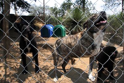 Crearán centro para la rehabilitación de perros