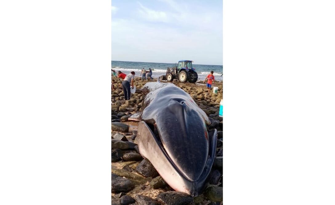Varamiento y muerte de ballena en Puerto Peñasco, Sonora. Foto: EFE