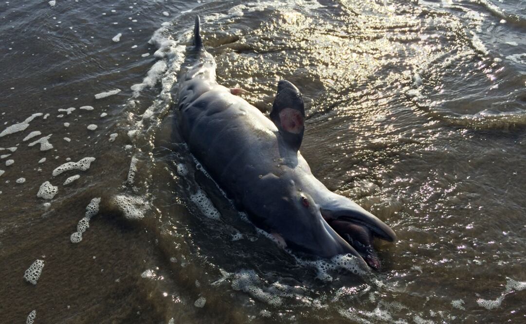 In this photo taken May 10, 2015, a dead dolphin washes ashore in the Gulf of Mexico - Photo: Cain Burdeau/AP