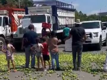 "Lo quieren regalado, ahí está": productores de limón de Apatzingán, tiran kilos de esta fruta en protesta por bajos precios