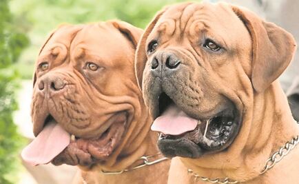 "Todos son bienvenidos": iglesia de Florida permite entrar con perros