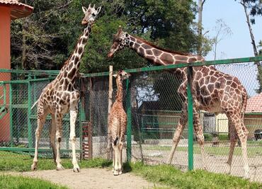Zoológicos refrendan compromiso de proteger a la jirafa