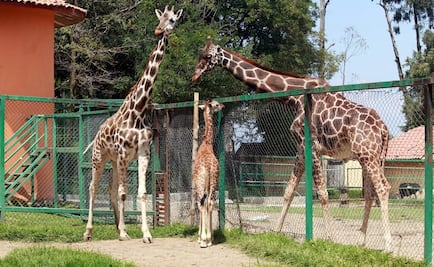Zoológicos refrendan compromiso de proteger a la jirafa