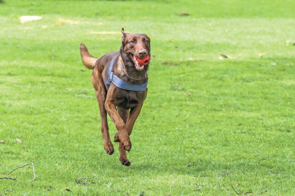 Actualmente, Thor está en proceso de entrenamiento con especialistas de la Unidad Canina de San Lázaro, quienes valoran el desempeño del cachorro en diversos rubros; por ejemplo, si es social o si se tarda en reconoce. FOTOS: GERMÁN ESPINOSA. EL UNIVERSAL