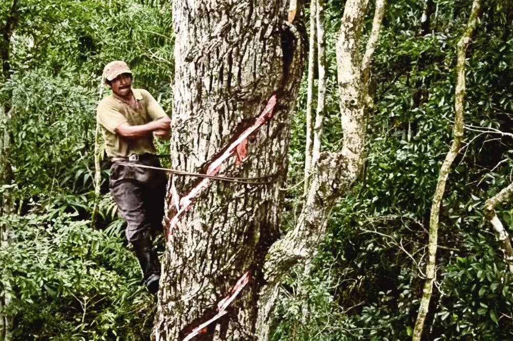 El látex del chicozapote es extraído de árboles que llegan a medir hasta 30 metros de altura haciéndoles cortes superficiales en forma de Z sobre la corteza. Foto: Cortesía Consorcio Chiclero (Chicza)