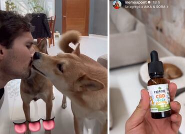 Memo Aponte rompe el silencio tras ser acusado de drogar a sus perros; "les doy gotas de uso veterinario"