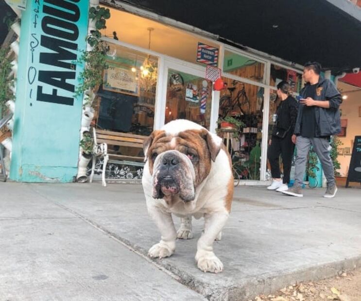 “Amarrar a bulldog Emilio sería quitarle su libertad”