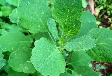 ¿Por qué debes comer pápalo?