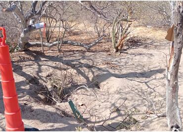 Colectivo halla 4 fosas clandestinas en Baja California Sur; Servicios Periciales trabaja para identificar los restos