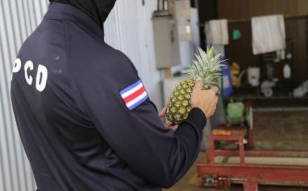 Cocaína en piñas; Costa Rica ataca importantes centros de narcotráfico