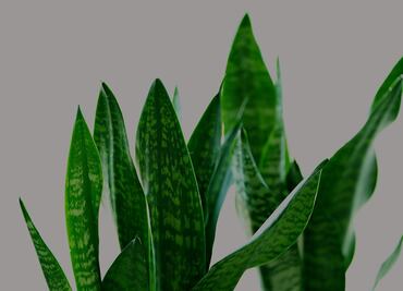 La planta que es común en tu hogar, ayuda a cicatrizar la piel y quita la migraña