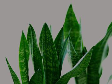 La planta que es común en tu hogar, ayuda a cicatrizar la piel y quita la migraña