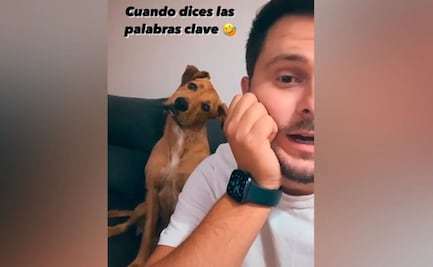 Perro escucha a su dueño hablar de “pasear en la calle” y su reacción se vuelve viral