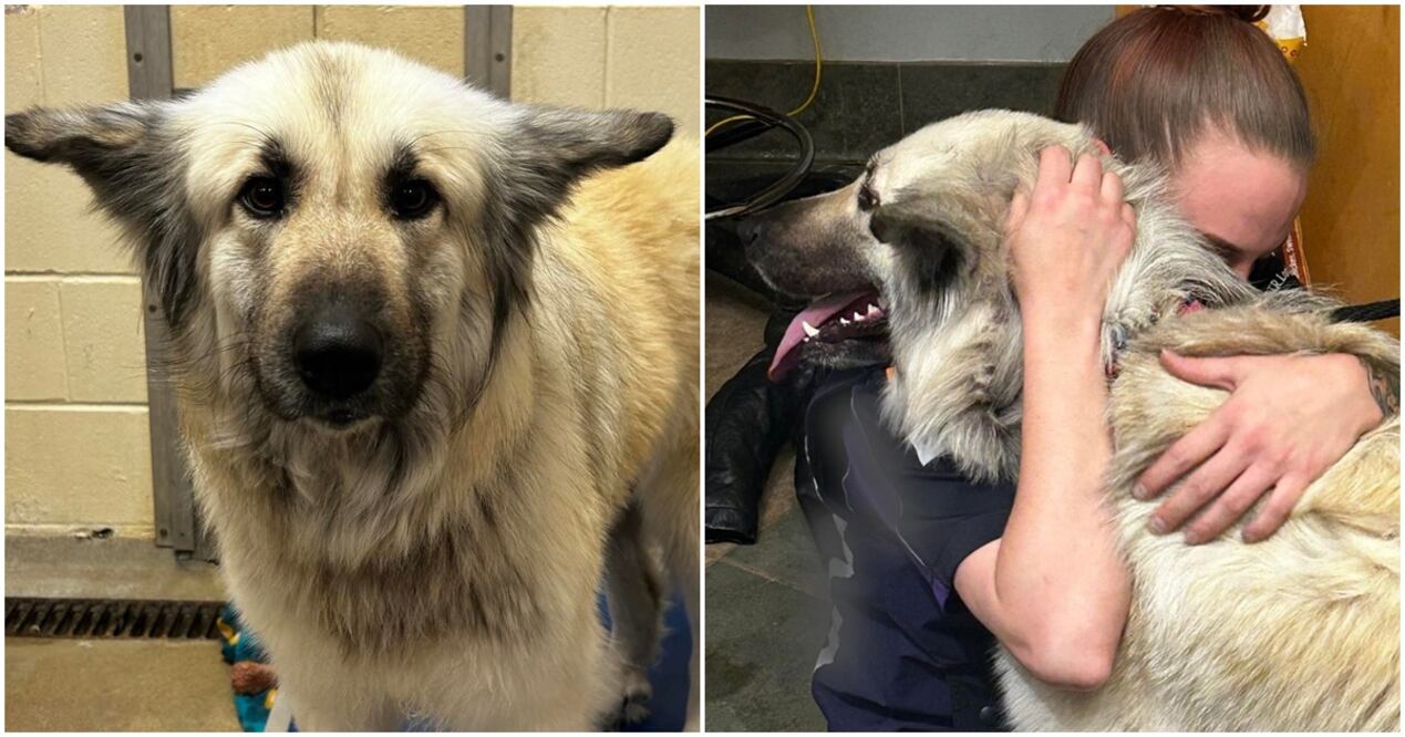 La dueña del perrito se reencontró con él tras abandonarlo con una nota. Foto: McKamey Animal Center