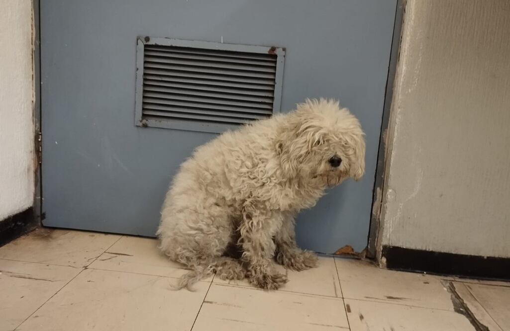 Oci espera ser adoptado. FOTO: Especial/ EL UNIVERSAL/