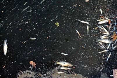 Investigan muerte de peces en Chapultepec