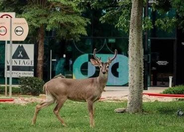 Fauna silvestre en Yucatán en riesgo por aumento de zonas urbanas: especialista; estrategia apuesta por una educación ambiental