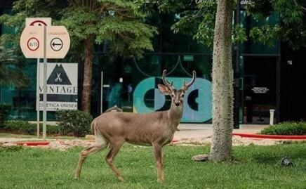 Fauna silvestre en Yucatán en riesgo por aumento de zonas urbanas: especialista; estrategia apuesta por una educación ambiental