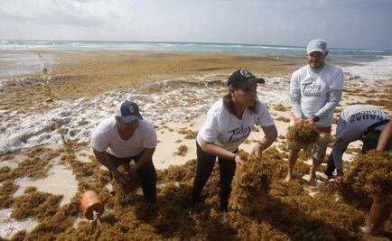 Funcionarios públicos participan en limpia de sargazo en playas de Cancún