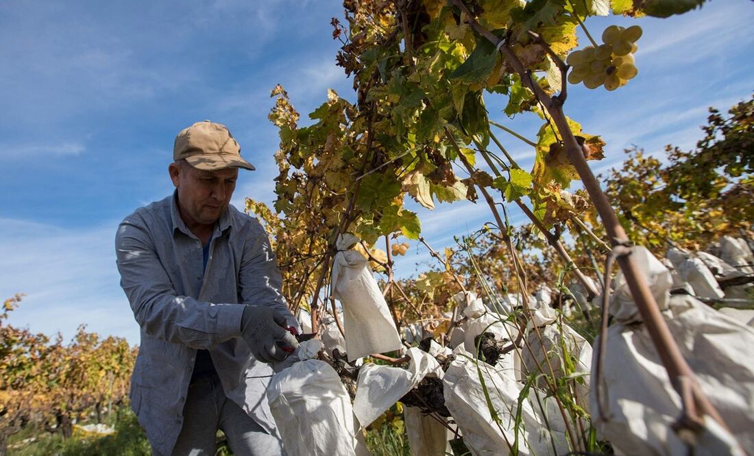Un empleado cosecha uvas en Novelda, en el este de España. FOTO: Jaime Reina. AFP