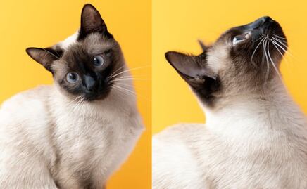 Este es el ciclo de vida de los gatos, según veterinaria