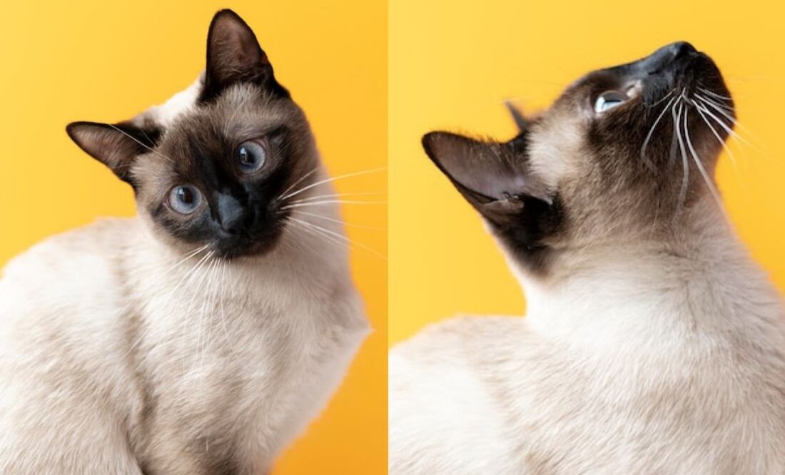 Descubre las seis etapas del ciclo de vida de tu gato. Fuente: Freepik.