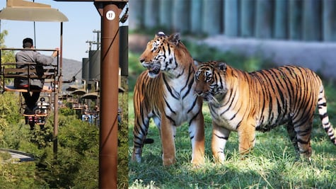 Súbete al Sky Zoo para ver animales desde las alturas