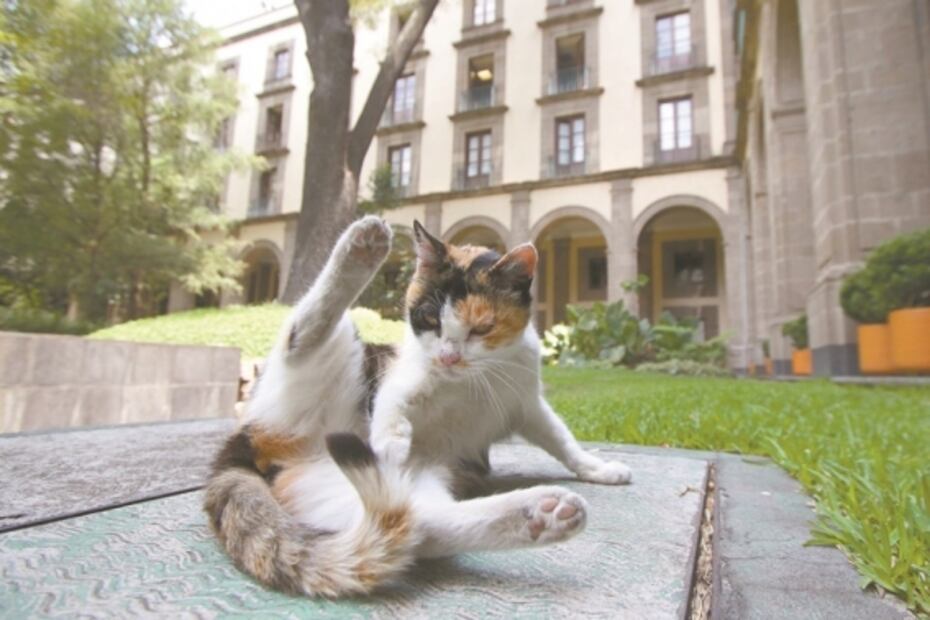 Los gatitos fifís que habitan en edificios de gobierno 