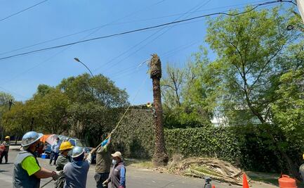 Van 73 de 500 palmeras derrumbadas en la CDMX por enfermedad y plagas: Sedema 