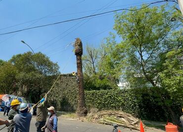 Van 73 de 500 palmeras derrumbadas en la CDMX por enfermedad y plagas: Sedema