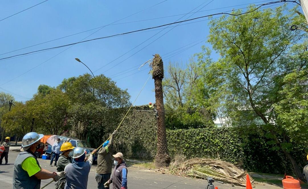 Cuadrillas de una empresa contratada por la dependencia para retirar palmeras en la CDMX. Foto: Especial 
