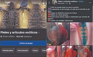 Impune, venta en redes de fauna exótica 