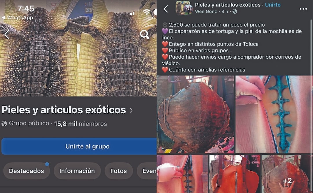 La página Pieles y artículos exóticos fue eliminada en agosto pasado, pero reapareció y, actualmente, entre sus más de 15 mil integrantes, rematan caparazones de tortuga y mochilas de piel de lince. Fotos: Especial