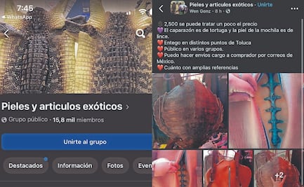 Impune, venta en redes de fauna exótica