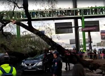 Árbol cae sobre auto con 3 personas dentro en Calzada Ignacio Zaragoza
