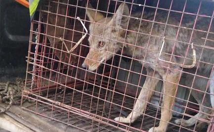 Hallan cría de coyote en inmediaciones de Bachilleres del Estado de México 