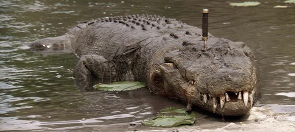 Muere Burt, el reptil  que impresionó en “Cocodrilo Dundee”