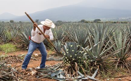 ¿Te gustan los destilados? Especialízate en mezcal y tequila