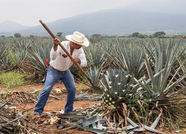 ¿Te gustan los destilados? Especialízate en mezcal y tequila