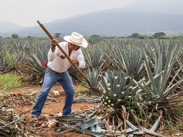 ¿Te gustan los destilados? Especialízate en mezcal y tequila