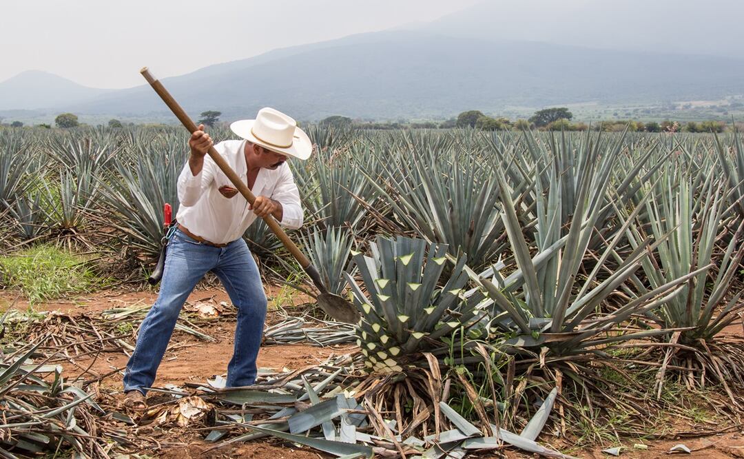 Aprende de tequila, mezcal y otros destilados. Foto: iStock