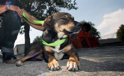 Preparan jornada de adopción de perros "Adoptatón"