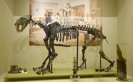 Muestra revela el origen de la historia natural en México