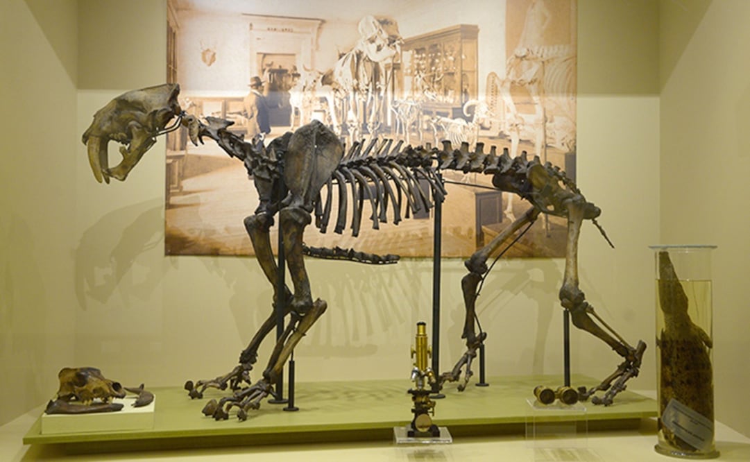 Esqueleto de felino Dientes de Sable. Colección del Museo Nacional de las Culturas del Mundo. Foto: Cortesía INAH