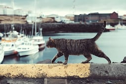 Una historia de michis: Llevan 5 gatos a isla remota por plaga de ratones y 77 años después hay riesgo de extinción de especies
