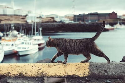 Una historia de michis: Llevan 5 gatos a isla remota por plaga de ratones y 77 años después hay riesgo de extinción de especies